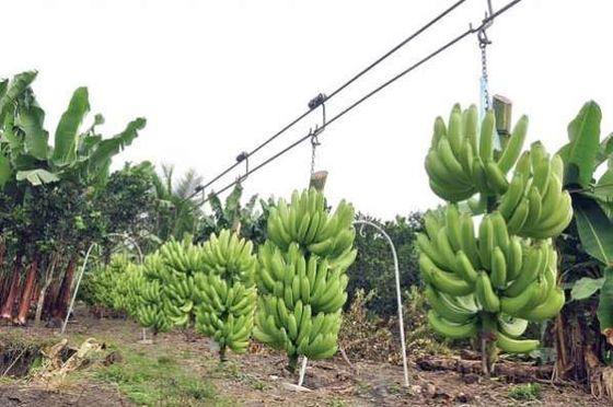Xe đẩy con lăn bằng thép trang trại chuối có vòng bi