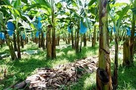 Xe đẩy con lăn cáp nông nghiệp 250kg chuối cho phần cứng vận chuyển nhanh Banana Garruchas
