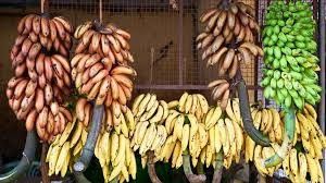 Xe đẩy con lăn cáp nông nghiệp 250kg chuối cho phần cứng vận chuyển nhanh Banana Garruchas